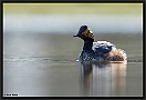 Geoorde fuut, Black-necked Grebe, Podiceps nigricollis Location: Twente, the Netherlands geoorde fuut D2 1562 kopie
